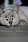 <img100*0:stuff/z/73640/cats%2520reference.4/i1262551314_28.jpg>