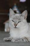 <img100*0:stuff/z/73640/cats%2520reference.4/i1262551314_29.jpg>