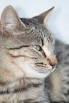 <img100*0:stuff/z/73640/cats%2520reference.4/i1262551314_30.jpg>