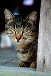 <img100*0:stuff/z/73640/cats%2520reference.4/i1262551314_31.jpg>