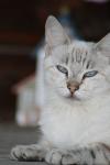 <img100*0:stuff/z/73640/cats%2520reference.4/i1262551314_32.jpg>