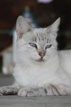 <img100*0:stuff/z/73640/cats%2520reference.4/i1262551314_33.jpg>