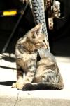 <img100*0:stuff/z/73640/cats%2520reference.4/i1262551315_34.jpg>