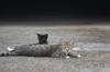 <img100*0:stuff/z/73640/cats%2520reference.5/i1264880817_1.jpg>