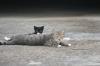 <img100*0:stuff/z/73640/cats%2520reference.5/i1264880817_2.jpg>