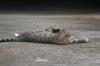 <img100*0:stuff/z/73640/cats%2520reference.5/i1264880817_3.jpg>