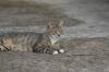 <img100*0:stuff/z/73640/cats%2520reference.5/i1264880817_4.jpg>