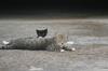 <img100*0:stuff/z/73640/cats%2520reference.5/i1264880817_5.jpg>