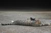 <img100*0:stuff/z/73640/cats%2520reference.5/i1264880818_10.jpg>