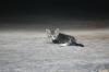<img100*0:stuff/z/73640/cats%2520reference.5/i1264880818_11.jpg>