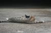 <img100*0:stuff/z/73640/cats%2520reference.5/i1264880818_12.jpg>
