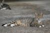 <img100*0:stuff/z/73640/cats%2520reference.5/i1264880818_7.jpg>