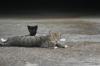 <img100*0:stuff/z/73640/cats%2520reference.5/i1264880818_8.jpg>