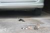 <img100*0:stuff/z/73640/cats%2520reference.5/i1264880818_9.jpg>