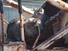 <img100*0:stuff/z/73640/cats%2520reference.5/i1264880948_3.jpg>