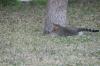 <img100*0:stuff/z/73640/cats%2520reference.5/i1264889621_2.jpg>