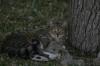<img100*0:stuff/z/73640/cats%2520reference.5/i1264889621_4.jpg>