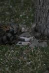 <img100*0:stuff/z/73640/cats%2520reference.5/i1264889622_10.jpg>
