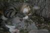 <img100*0:stuff/z/73640/cats%2520reference.5/i1264889622_11.jpg>