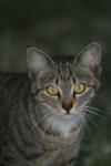 <img100*0:stuff/z/73640/cats%2520reference.5/i1264889622_12.jpg>