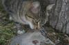 <img100*0:stuff/z/73640/cats%2520reference.5/i1264889622_13.jpg>