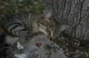 <img100*0:stuff/z/73640/cats%2520reference.5/i1264889622_5.jpg>