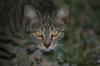 <img100*0:stuff/z/73640/cats%2520reference.5/i1264889622_6.jpg>