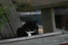 <img100*0:stuff/z/73640/cats%2520reference.5/i1264889622_7.jpg>