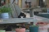 <img100*0:stuff/z/73640/cats%2520reference.5/i1264889622_8.jpg>