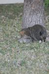 <img100*0:stuff/z/73640/cats%2520reference.5/i1264889623_14.jpg>