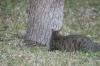 <img100*0:stuff/z/73640/cats%2520reference.5/i1264889623_15.jpg>