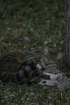 <img100*0:stuff/z/73640/cats%2520reference.5/i1264889623_16.jpg>