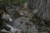 <img100*0:stuff/z/73640/cats%2520reference.5/i1264889623_17.jpg>