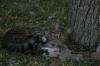 <img100*0:stuff/z/73640/cats%2520reference.5/i1264889623_21.jpg>