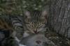 <img100*0:stuff/z/73640/cats%2520reference.5/i1264889623_22.jpg>