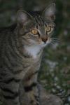 <img100*0:stuff/z/73640/cats%2520reference.5/i1264889624_23.jpg>