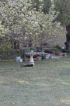 <img100*0:stuff/z/73640/cats%2520reference.5/i1264889624_24.jpg>