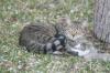 <img100*0:stuff/z/73640/cats%2520reference.5/i1264889624_25.jpg>