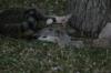 <img100*0:stuff/z/73640/cats%2520reference.5/i1264889624_26.jpg>