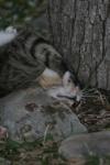 <img100*0:stuff/z/73640/cats%2520reference.5/i1264889624_27.jpg>