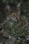 <img100*0:stuff/z/73640/cats%2520reference.5/i1264889624_28.jpg>