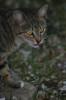 Cats Reference.5