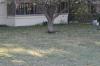 <img100*0:stuff/z/73640/cats%2520reference.5/i1264889624_29.jpg>