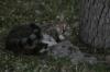 <img100*0:stuff/z/73640/cats%2520reference.5/i1264889624_30.jpg>