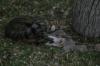 <img100*0:stuff/z/73640/cats%2520reference.5/i1264889624_31.jpg>
