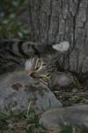 <img100*0:stuff/z/73640/cats%2520reference.5/i1264889625_32.jpg>