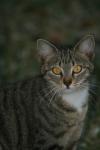 <img100*0:stuff/z/73640/cats%2520reference.5/i1264889625_33.jpg>