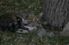 <img100*0:stuff/z/73640/cats%2520reference.5/i1264889625_35.jpg>