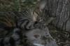 <img100*0:stuff/z/73640/cats%2520reference.5/i1264889625_36.jpg>
