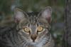 <img100*0:stuff/z/73640/cats%2520reference.5/i1264889625_37.jpg>